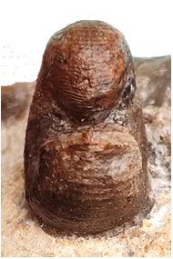 hugardianus face