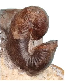 hugardianus profil