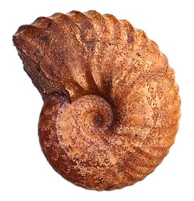 iserensis profil