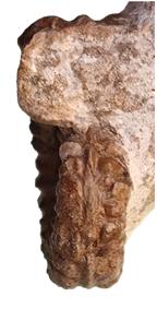 cantabrigites face