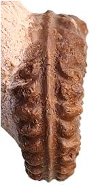 cantabrigites ventre