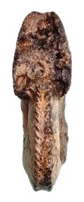 subcrenatus face
