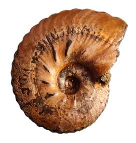 subcrenatus profil