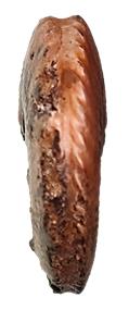 subcrenatus face