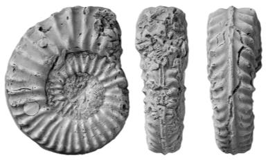 cantabrigites