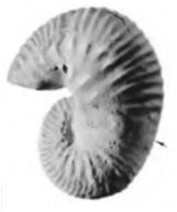 scaphites