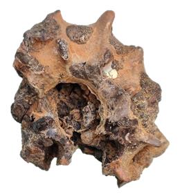 archiacianus profil