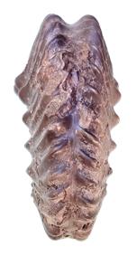 canavariformis ventre