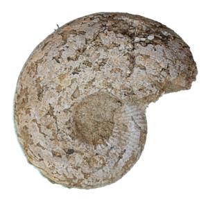 clementinum adulte profil