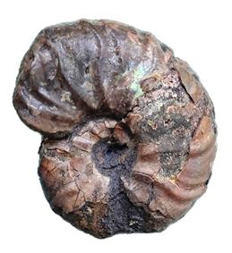 dupinianum profil