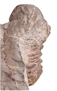pseudodeluci face  