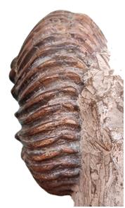 pseudodeluci ventre