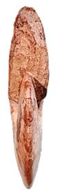 mangyschlakense face