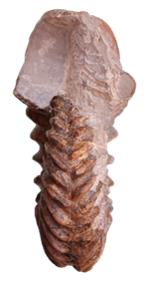 pseudodeluci face  