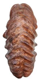 pseudodeluci ventre