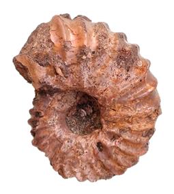 puzosianus-2 profil