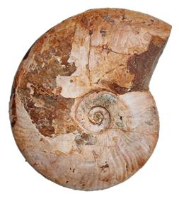 tenuicostulatum profil