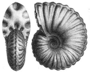 neophlycticeras